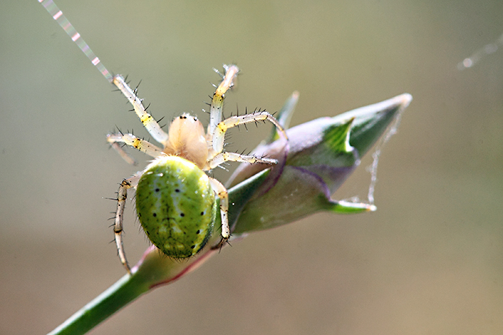 Araniella sp. - Molini di Triora (IM)